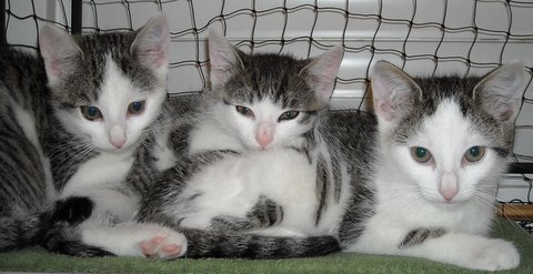 Anschaffung einer Katze