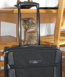 Katzen mögen kein Reisegepäck
