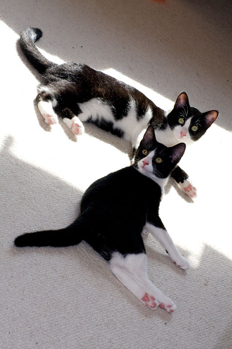 Jim Knopf und Fritzchen