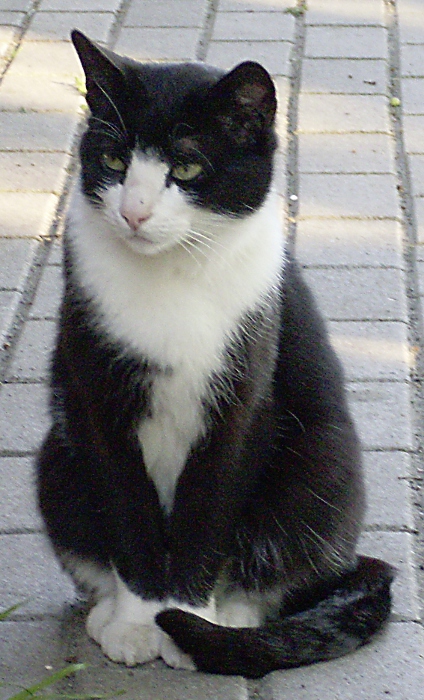 Schnucki