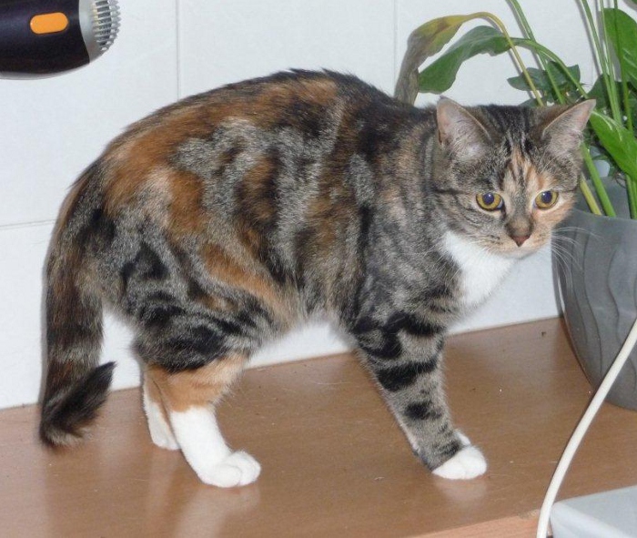Jette