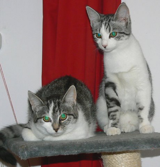 Lissy und Luna