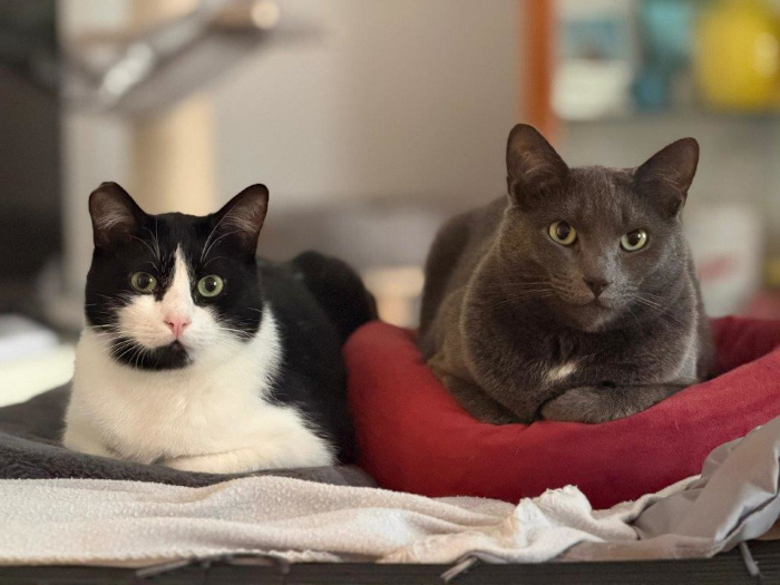 Mr. Grey und Timon