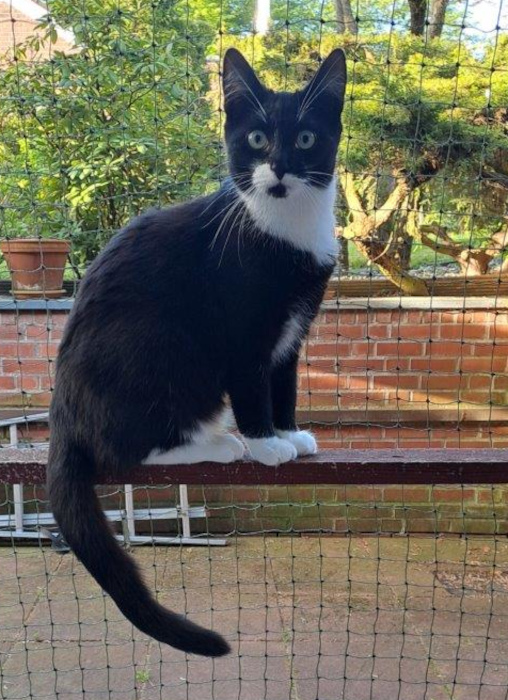 Moppelchen