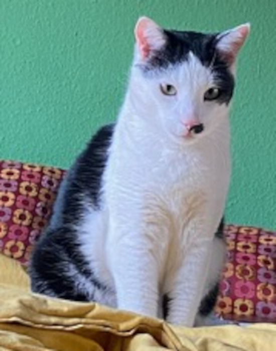 Lola / Flecki