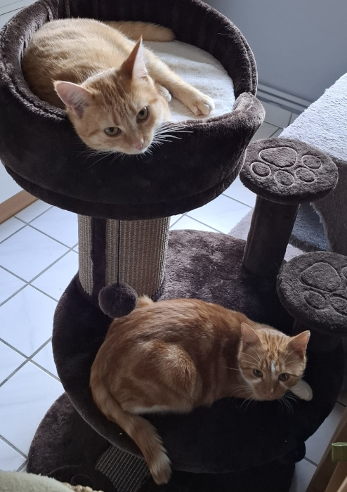 Mango und Merida