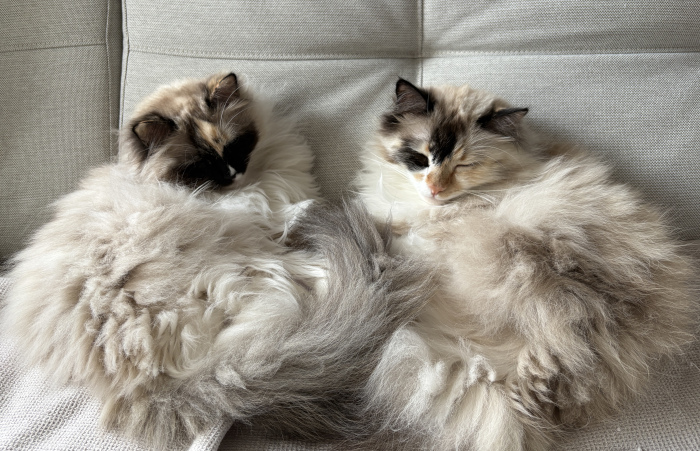 Pünktchen und Blanca